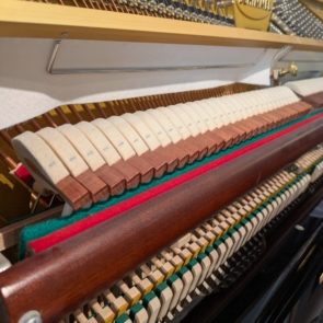 Schimmel (2)